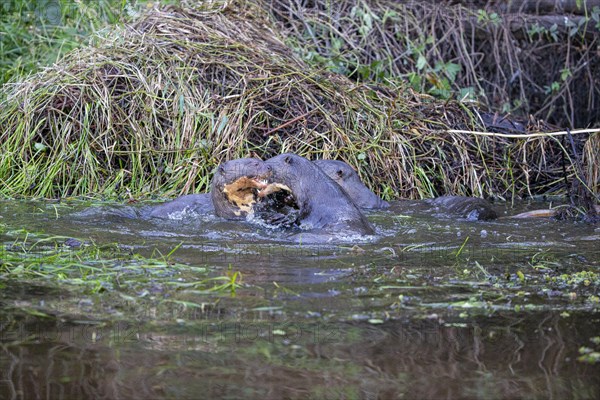 Giant otter (Pteronura brasiliensis) Pantanal Brazil