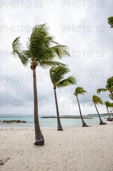 Caribbean dream beach with palm trees, white sandy beach and turquoise-coloured, crystal-clear water in the sea. Shallow bay on a cloudy day. Plage de Sainte Anne, Grande Terre, Guadeloupe, French Antilles, North America