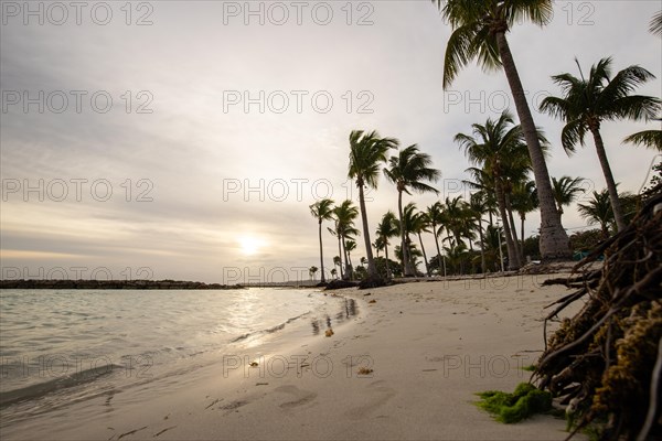 Caribbean dream beach with palm trees, white sandy beach and turquoise-coloured, crystal-clear water in the sea. Shallow bay at sunset. Plage de Sainte Anne, Grande Terre, Guadeloupe, French Antilles, North America