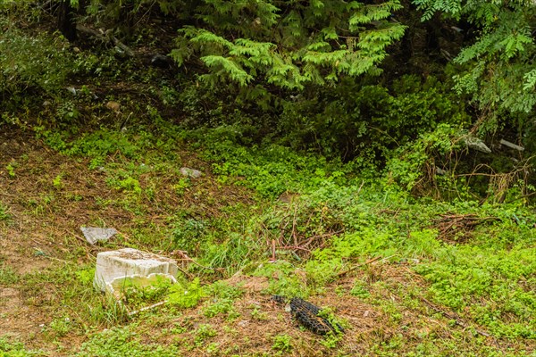 A section of forest with green plants and visible litter indicating environmental issues, in South Korea