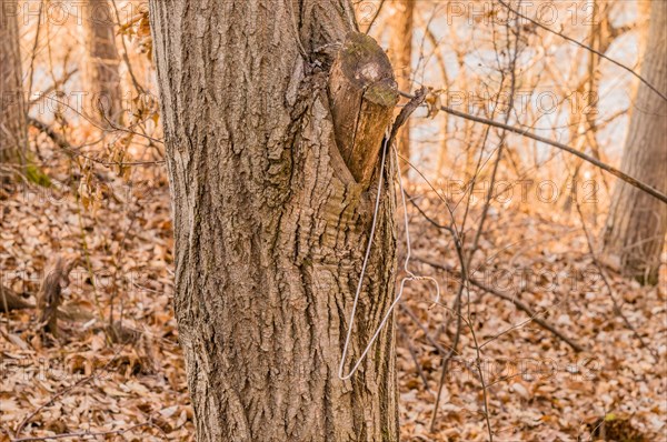 Abandoned clothes hanger hanging on a tree trunk in the forest, in South Korea