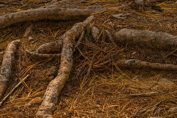 Close-up of tree roots on forest ground, surrounded by dirt and pine needles, in South Korea