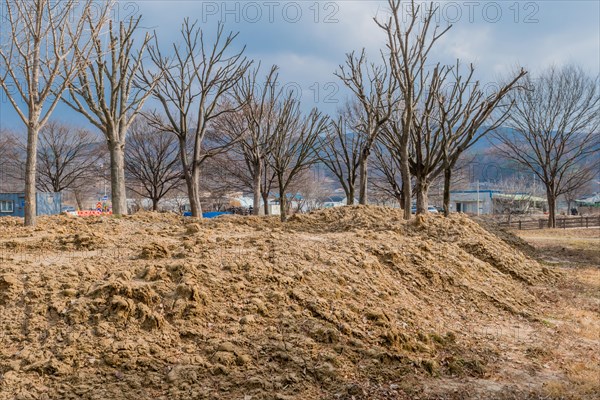 Leafless trees in winter behind a small mound of earth under a gloomy sky, in South Korea