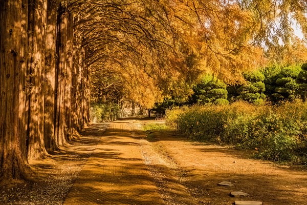 A serene autumn pathway flanked by trees with golden leaves and sunlight filtering through, in South Korea