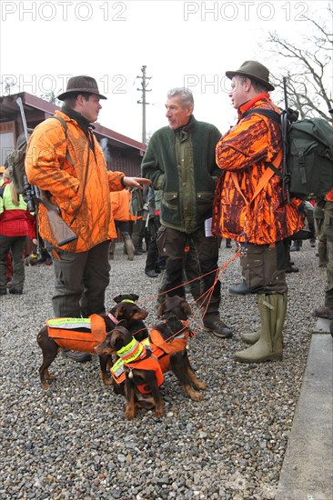 Wild boar hunt, hunters in high-visibility waistcoats and hunting terriers with safety waistcoats before the start of the hunt for sows (Sus scrofa), Allgaeu, Bavaria, Germany, Europe