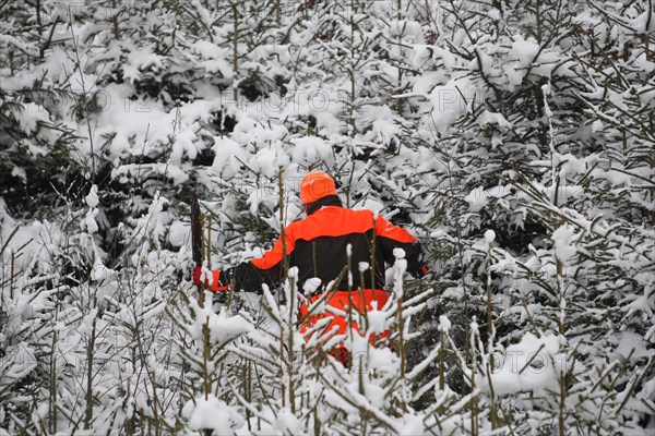 Wild boar hunt, hunting assistant, so-called beater, in safety clothing and armed with a spear, so-called boar feather, searches snow-covered spruce thicket for sows (Sus scrofa) Allgaeu, Bavaria, Germany, Europe