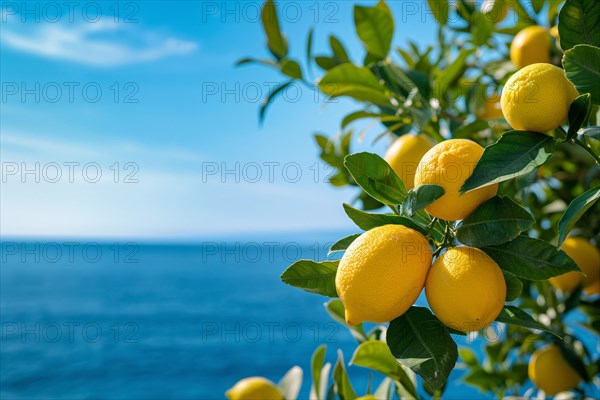 Lemon fruits growing on tree with blurry ocean and blue sky in background. KI generiert, generiert, AI generated