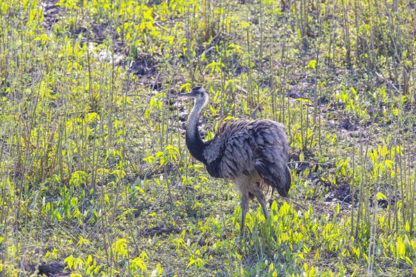 Nandu (Rhea americana) Pantanal Brazil