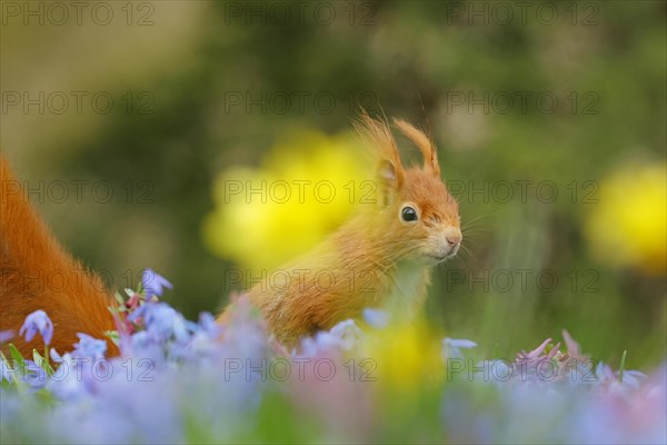 Eurasian red squirrel (Sciurus vulgaris) on a blue star meadow with daffodils, Hesse, Germany, Europe