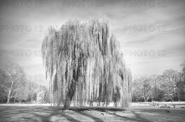 Infrared image, weeping willow, Rosensteinpark, Stuttgart, Baden-Wuerttemberg, Germany, Europe