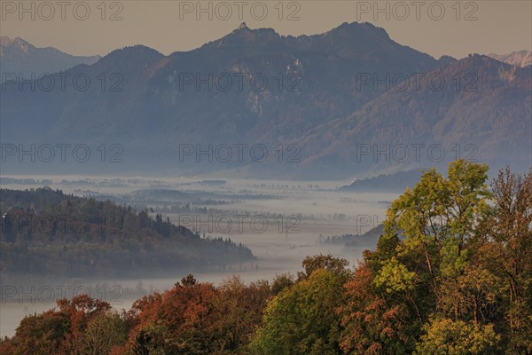 Trees with autumn colours in front of mountains, fog, soft morning light, view of Ettaler Mandl and Laber, Ammergau Alps, Bavaria, Germany, Europe