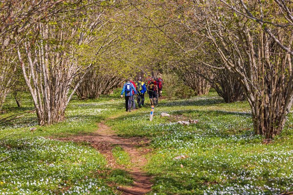 Hikers on a winding path in a budding hazel (Corylus avellana) tree grove and blooming wood anemone (Anemone nemorosa) a sunny spring day