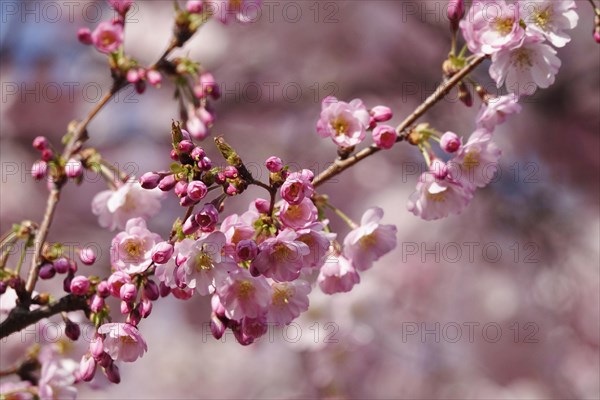 Ornamental cherry in bloom, March, Germany, Europe