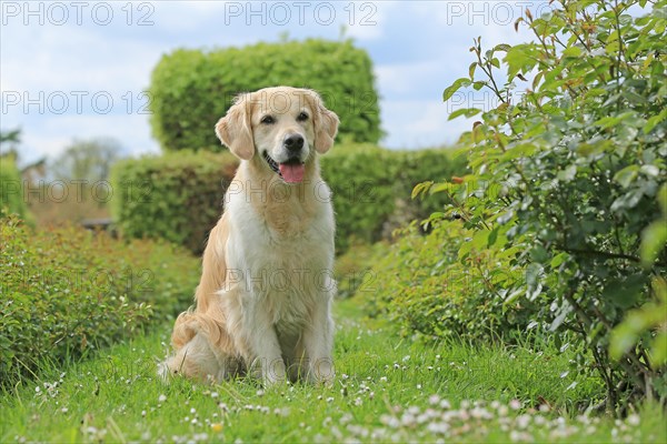 Golden Retriever