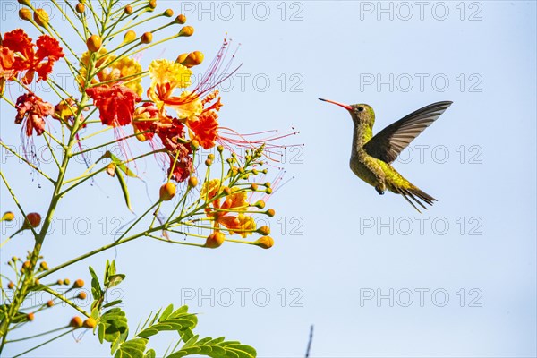 Golden Sapphire Hummingbird (Hylocharis chrysuria) Pantanal Brazil