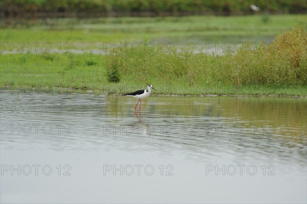 Black-winged Stilt, Himantopus himantopus, italy