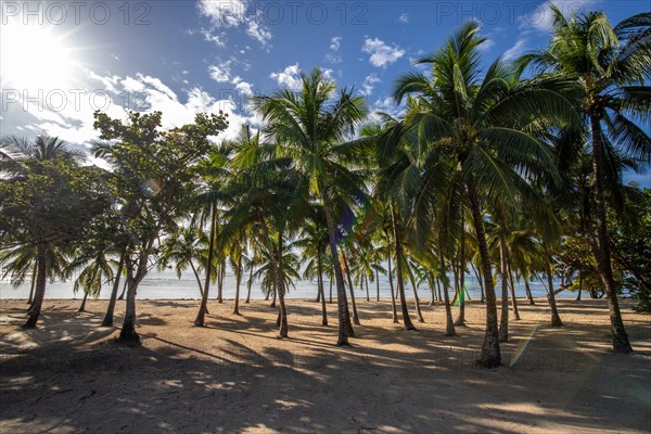 Romantic Caribbean sandy beach with palm trees, turquoise-coloured sea. Morning landscape shot at sunrise in Plage de Bois Jolan, Guadeloupe, French Antilles, North America