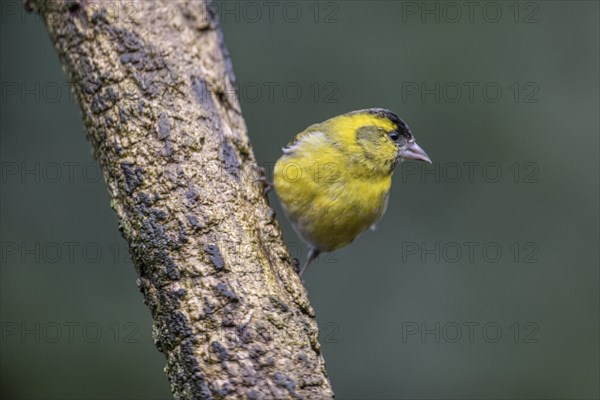 Eurasian siskin (Carduelis spinus), Emsland, Lower Saxony, Germany, Europe