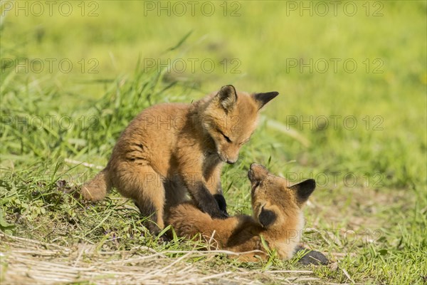 Red fox. Vulpes vulpes. Red fox cubs playing together in a meadow. Province of Quebec. Canada