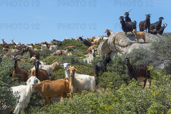 A herd of goats with some on rocks in a natural environment, Kriaritsi, Sithonia, Halkidiki, Central Macedonia, Greece, Europe