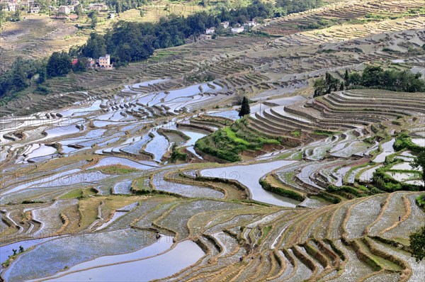 Yuanyang rice terrace, china
