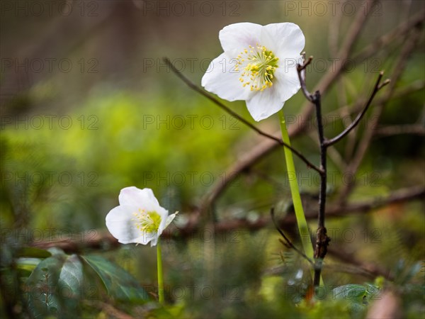 Christmas rose (Helleborus niger), near Tragoess, Styria, Austria, Europe