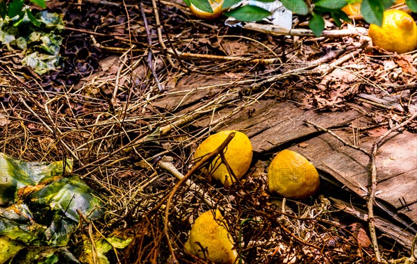 Fallen lemons lie on the ground amongst leaf litter and twigs, in South Korea