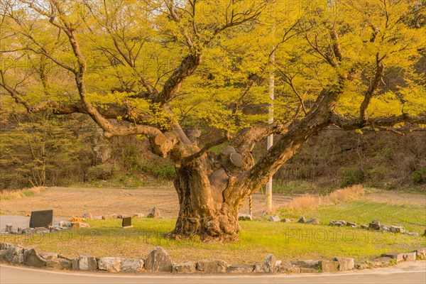 Large tree in rural farming community. Tree is 630 years old, 25 meters tall and with girth of 7.5 meters in South Korea
