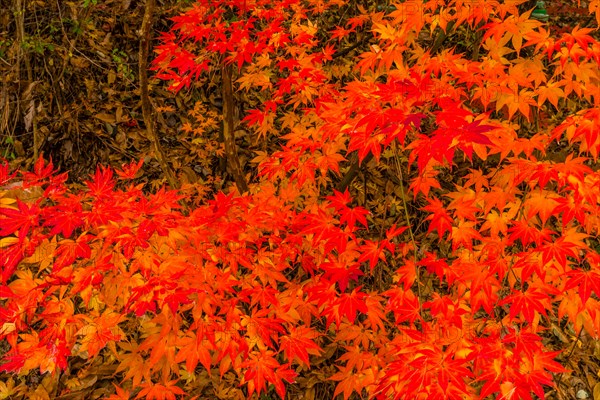 Vivid red autumn leaves creating a bright carpet over a forest floor, in South Korea