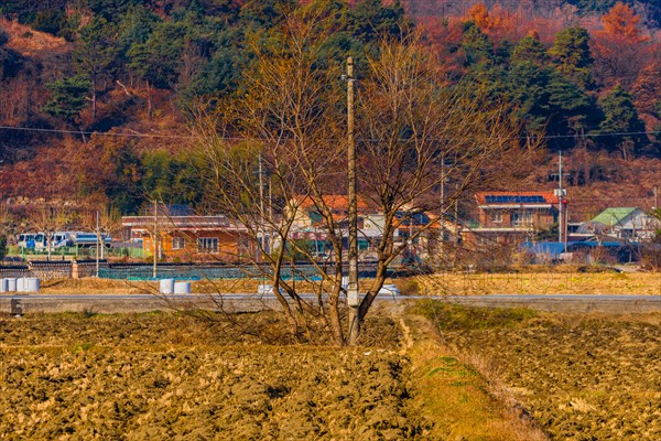 A bare tree stands in the foreground of rural houses with mountains behind, in South Korea