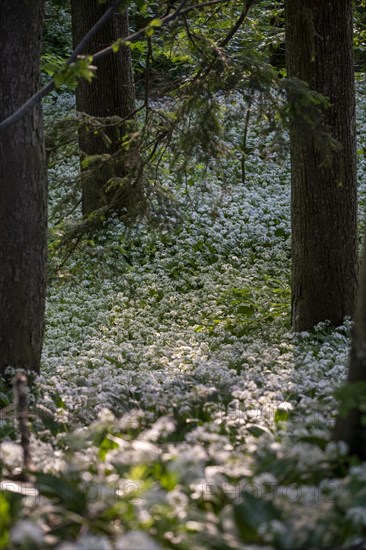 Ramson (Allium ursinum), in the forest, Bavaria, Germany, Europe