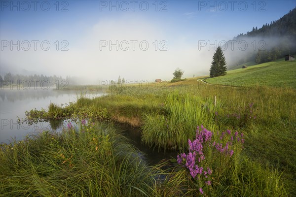 Sunrise and morning fog, Geroldsee or Wagenbruechsee, Kruen near Mittenwald, Werdenfelser Land, Upper Bavaria, Bavaria, Germany, Europe