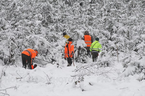 Wild boar (Sus scrofa) Hunting helpers, so-called beaters in warning clothing comb through a spruce thicket in the snow, Allgaeu, Bavaria, Germany, Europe