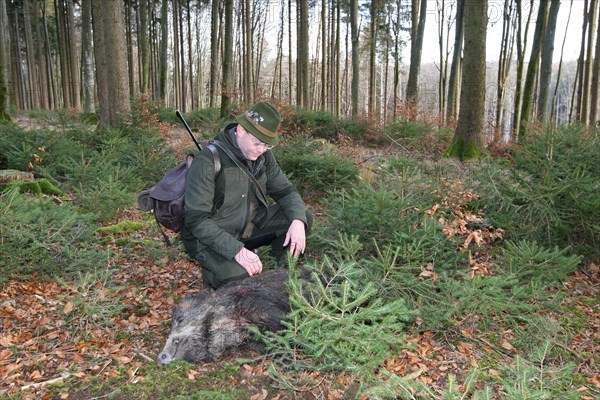 Wild boar hunt, hunter with a wild boar (Sus scrofa) in the forest, Allgaeu, Bavaria, Germany, Europe