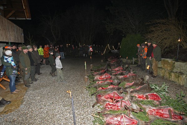 Wild boar (Sus scrofa), traditional track laying after the end of the hunt, Allgaeu, Bavaria, Germany, Europe