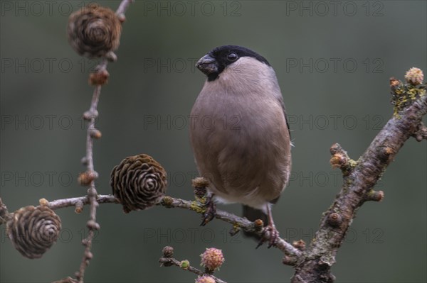 Eurasian bullfinch (Pyrrhula pyrrhula), Emsland, Lower Saxony, Germany, Europe