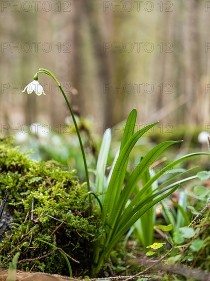 Spring snowdrop (Leucojum vernum), March snowdrop, March bell, large snowdrop. Amaryllis family (Amaryllidaceae), Jassing, Styria, Austria, Europe