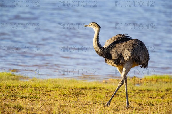 Nandu (Rhea americana) Pantanal Brazil