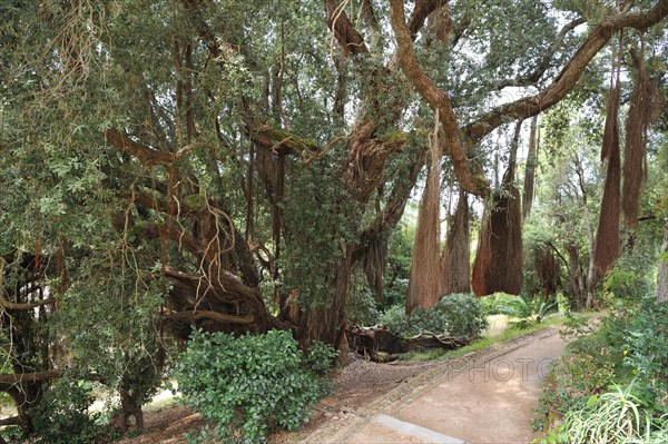 Monserrate garden, sintra, portugal