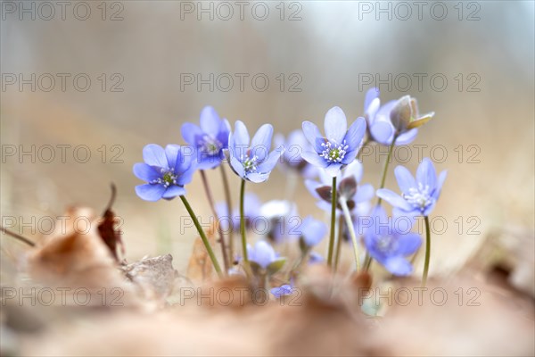 Common liverwort (Hepatica nobilis), flowers in the sunlight between leaves on the forest floor, Brandenburg, Germany, Europe