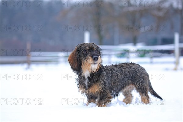 Rough-haired dachshund, hunting dog