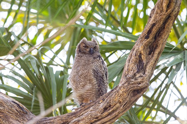 Virginia eagle owl (Bubo virginianus) Pantanal Brazil