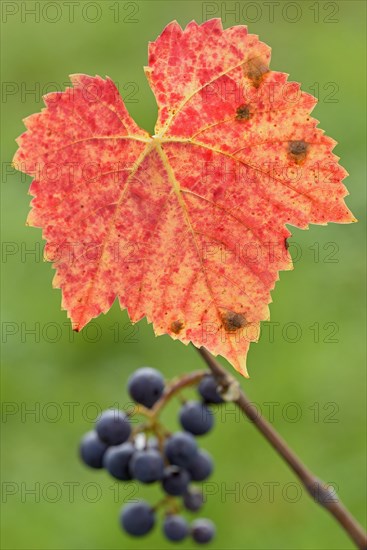 Branch with red vine leaves and dark grapes, Moselle, Rhineland-Palatinate, Germany, Europe