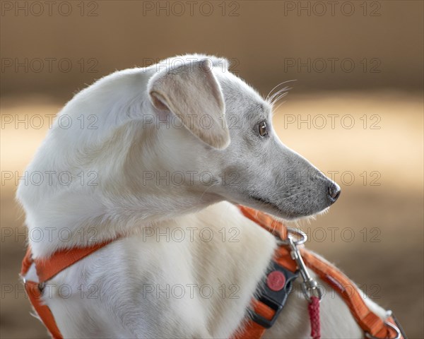 Domestic dog (Canis lupus familiaris), light coat, female, young, animal welfare dog, sitting and turning its head backwards, close-up, orange coloured harness, background light brown shining and blurred, Hesse, Germany, Europe