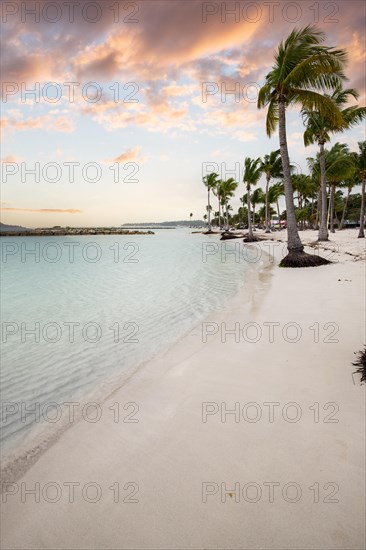 Caribbean dream beach with palm trees, white sandy beach and turquoise-coloured, crystal-clear water in the sea. Shallow bay at sunset. Plage de Sainte Anne, Grande Terre, Guadeloupe, French Antilles, North America