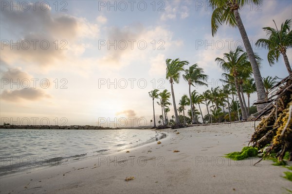 Caribbean dream beach with palm trees, white sandy beach and turquoise-coloured, crystal-clear water in the sea. Shallow bay at sunset. Plage de Sainte Anne, Grande Terre, Guadeloupe, French Antilles, North America