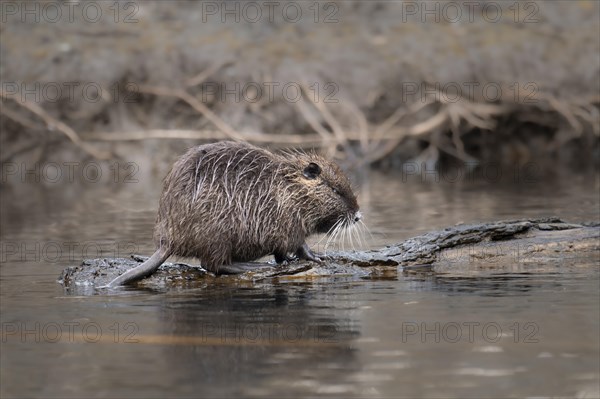 Nutria (Myocastor coypus), wet, walking on a lying tree trunk in the water, profile view, background blurred bank edge of branches, Rombergpark, Dortmund, Ruhr area, Germany, Europe