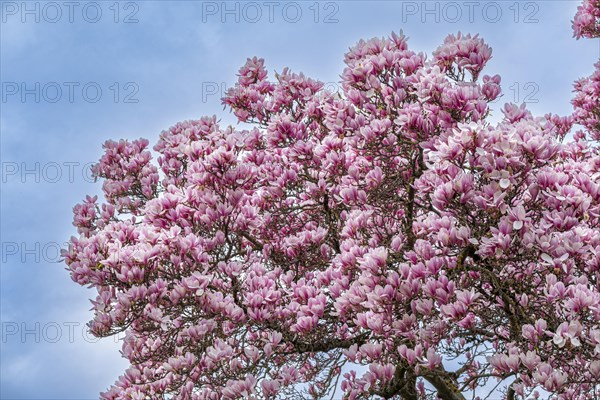 Tree with magnolia blossoms, magnolia (Magnolia), magnolia x soulangeana (Magnolia xsoulangeana), Offenbach am Main, Hesse, Germany, Europe