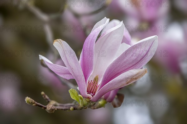 Blossom of a magnolia (Magnolia), magnolia blossom, magnolia x soulangeana (Magnolia xsoulangeana), Offenbach am Main, Hesse, Germany, Europe