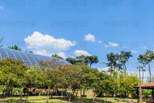 Solar panels behind a small grove of green trees in a park under a blue sky, in South Korea